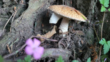 Load image into Gallery viewer, Mushroom Hunt in Howth with Howth Foraging on Friday October Bank Holiday weekend 27-10-23.