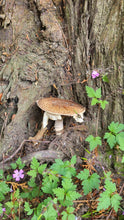 Load image into Gallery viewer, Mushroom Hunt in Howth with Howth Foraging on Friday October Bank Holiday weekend 27-10-23.