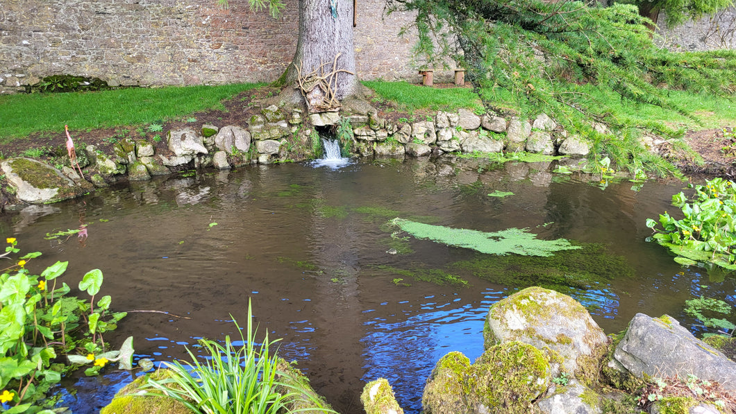 October 4th(Sat) 2025 -  Mushroom Hunt at Loughcrew Estate, Oldcastle, Co. Meath.