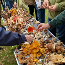 Load image into Gallery viewer, Mushroomstuff Gift Cerificate for our mushroom hunting events - €75,90,150
