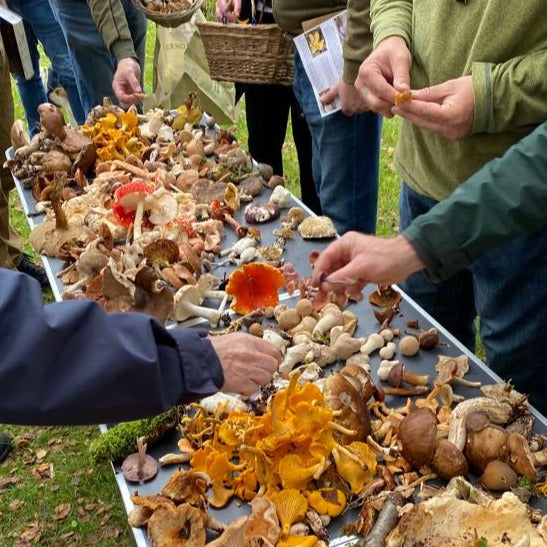 Mushroom Hunt, Small Group on Friday 22nd November near Dublin