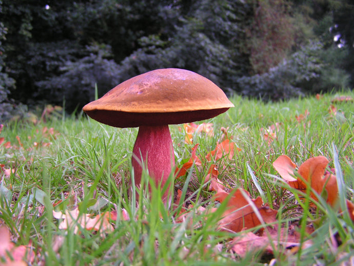 Mushroom Hunt, Small Group  on Wednesday 27th September in Co. Wicklow