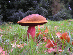 Mushroom Hunt, Small Group  on Thursday 10th August in Co. Wicklow
