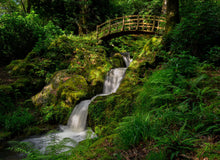 Load image into Gallery viewer, September 29th(Sun) 2024 -  Mushroom Hunt at Ballyteige Lodge, Co. Wicklow