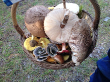Load image into Gallery viewer, Mushroom Hunt on 25th Oct(Wed) near Bandon, Co. Cork .