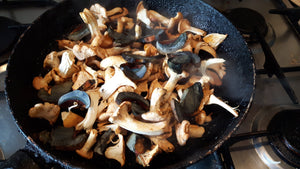 Summer Mushroom Hunt, Small Group on Sunday 11th August in Co. Dublin