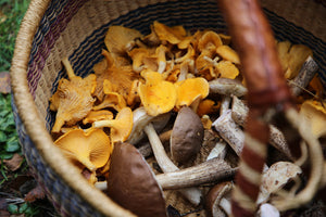 Mushroom Hunt, Small Group on Monday 4th November near Dublin