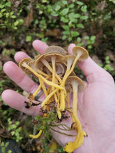 Load image into Gallery viewer, Gift Card