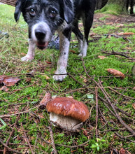Load image into Gallery viewer, Mushroom Hunt, Small Group on Sunday 16th August 2026 near Dublin
