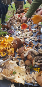 Mushroom Hunt at Killruddery House Sunday Oct 15th 2023