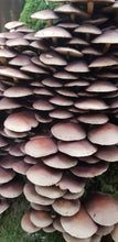 Load image into Gallery viewer, Mushroom Hunt at Killruddery House Sunday Oct 16th 2022