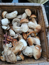 Load image into Gallery viewer, Mushroom Hunt at Killruddery House Sunday Oct 15th 2023