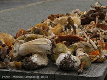 Load image into Gallery viewer, Killruddery House and Gardens- Annual Mushroom Hunt on Sunday Oct 26th 2025
